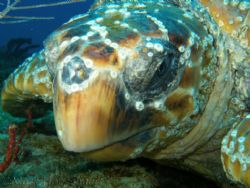 Leatherback, taken w/ an Olympus SP-350, internal flash. by Mark Hoevenaars 